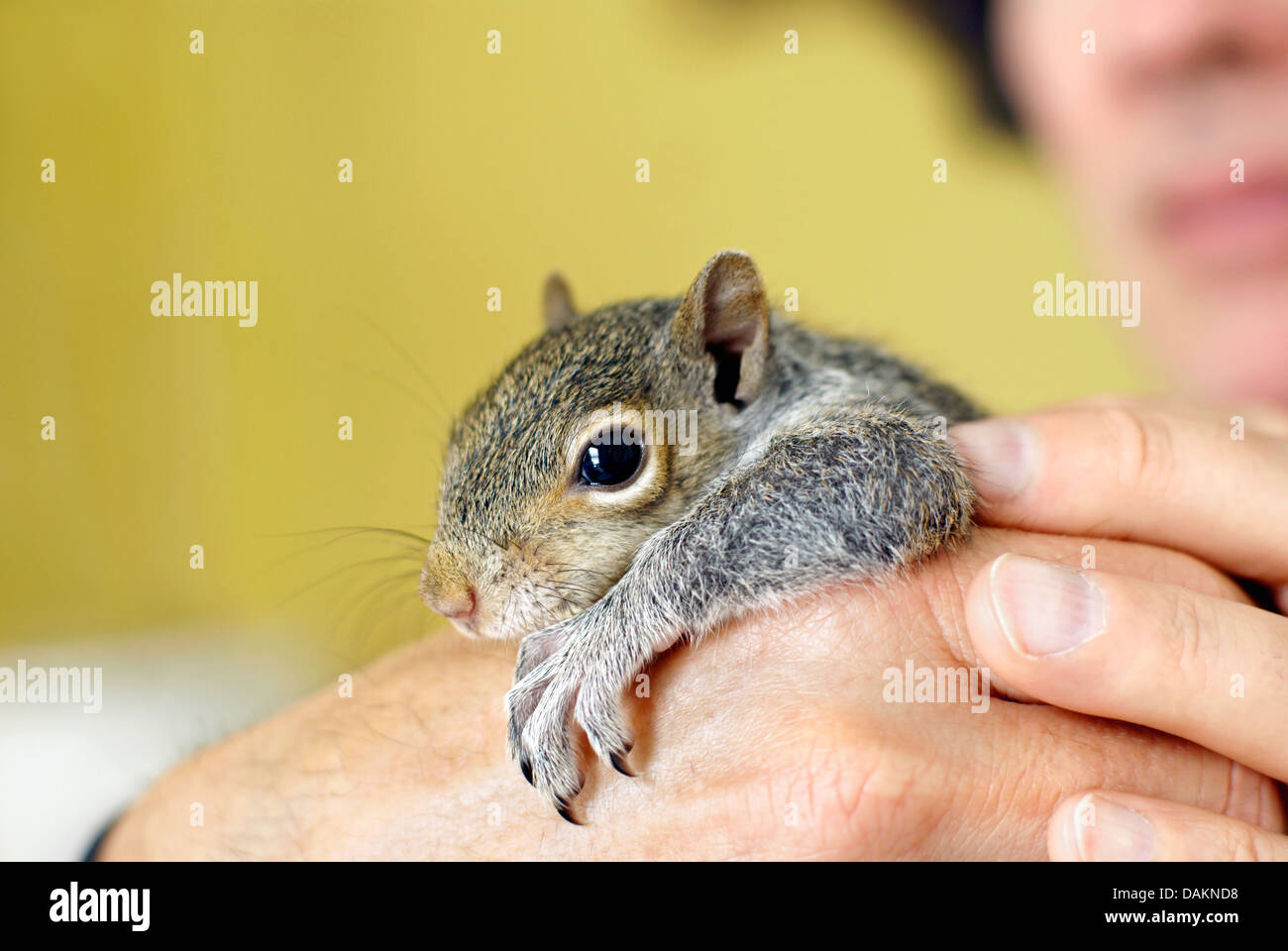 Orfani grigio orientale baby scoiattolo (Sciurus carolinensis) viene sollevato dagli esseri umani e rilasciato nuovamente dentro il selvaggio con i fratelli e le sorelle. Foto Stock