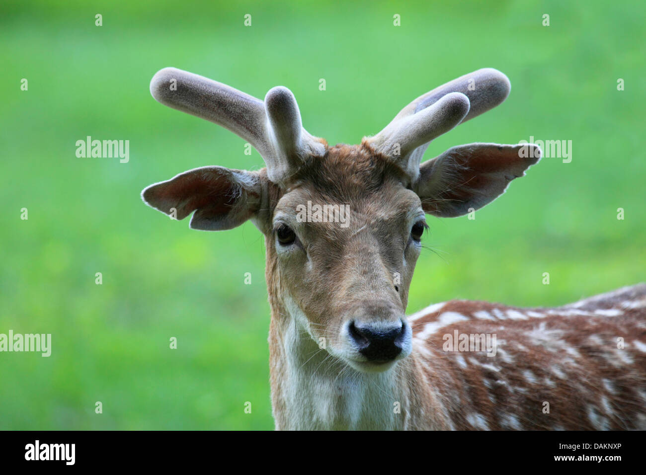 Daini (Dama Dama, Cervus dama), maschio, velluto, Germania Foto Stock