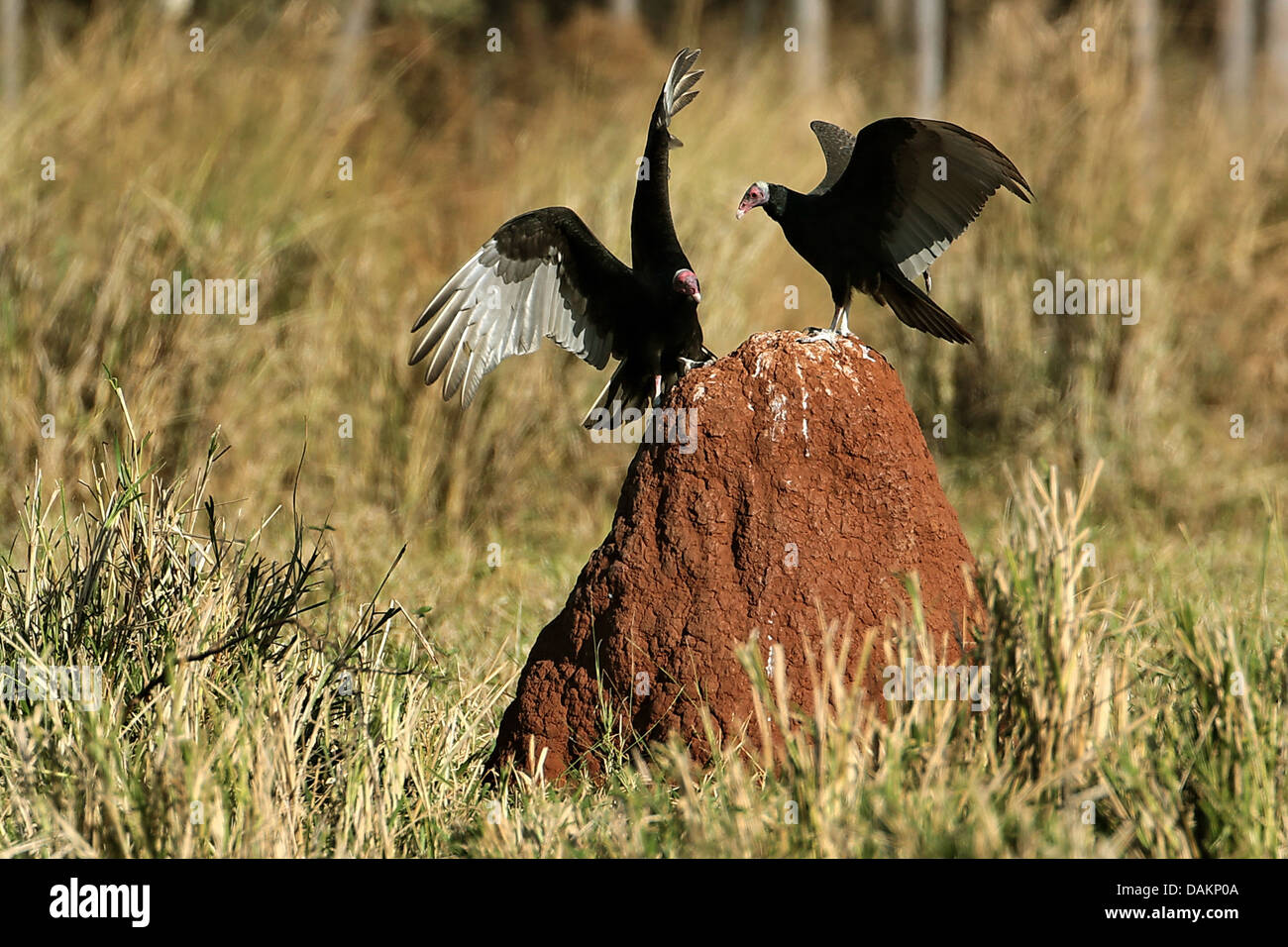 La Turchia vulture (Cathartes aura), due turchia avvoltoi su un termite hill, Brasile, Mato Grosso do Sul Foto Stock