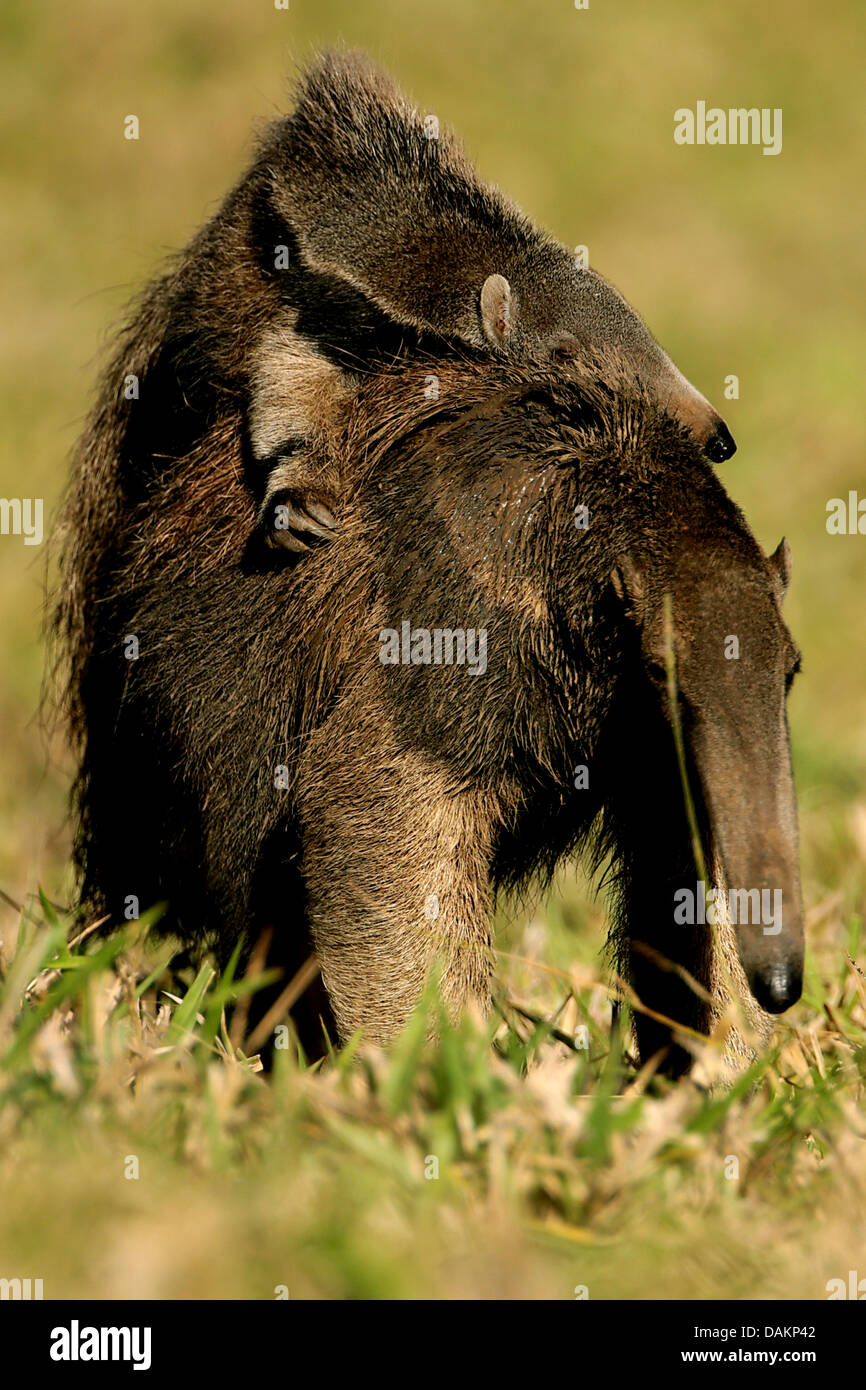 Giant anteater (Myrmecophaga tridactyla), femmina anteater trasportare il suo animale giovane sul retro, Brasile, Mato Grosso do Sul Foto Stock