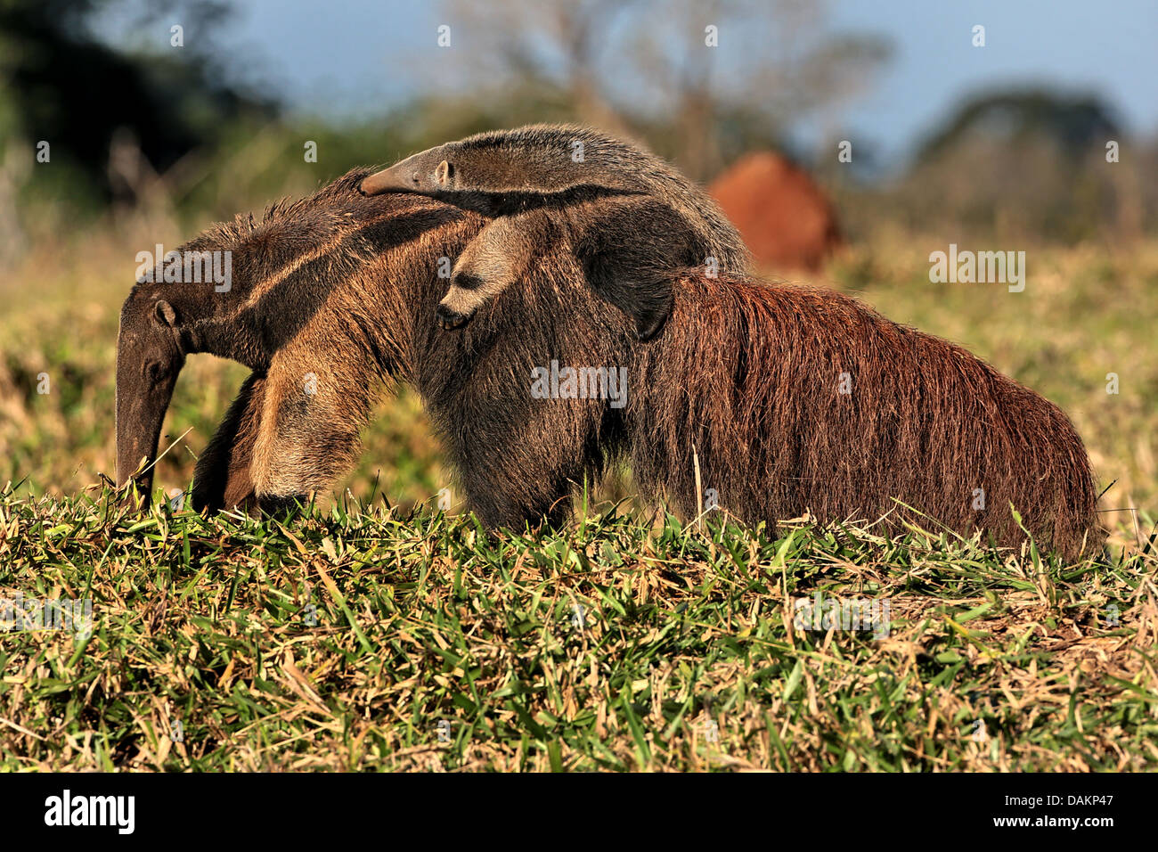 Giant anteater (Myrmecophaga tridactyla), femmina anteater portando il suo bambino sulla schiena, Brasile, Mato Grosso do Sul Foto Stock
