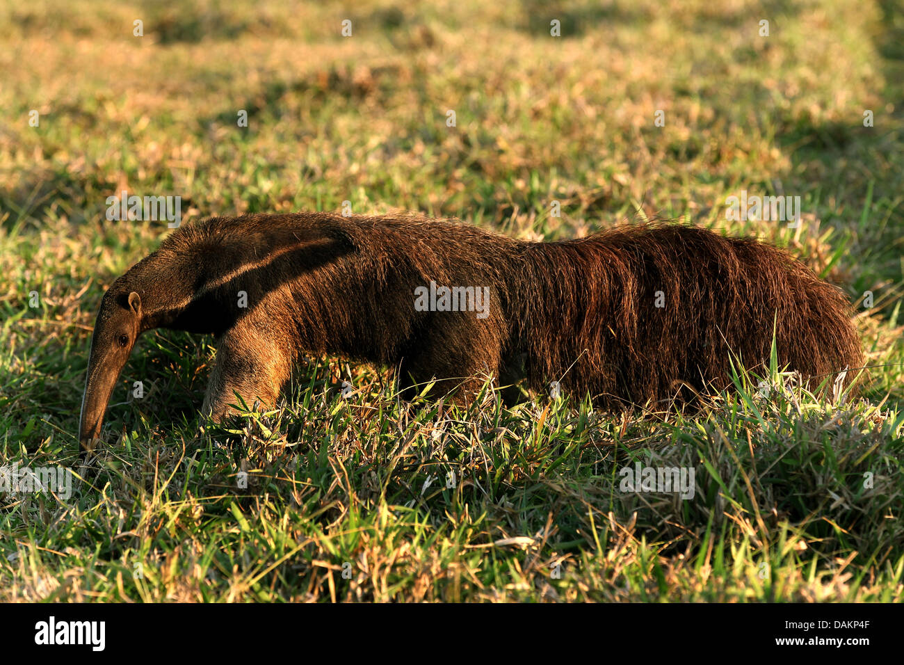 Giant anteater (Myrmecophaga tridactyla), camminando su erba, Brasile, Mato Grosso do Sul Foto Stock
