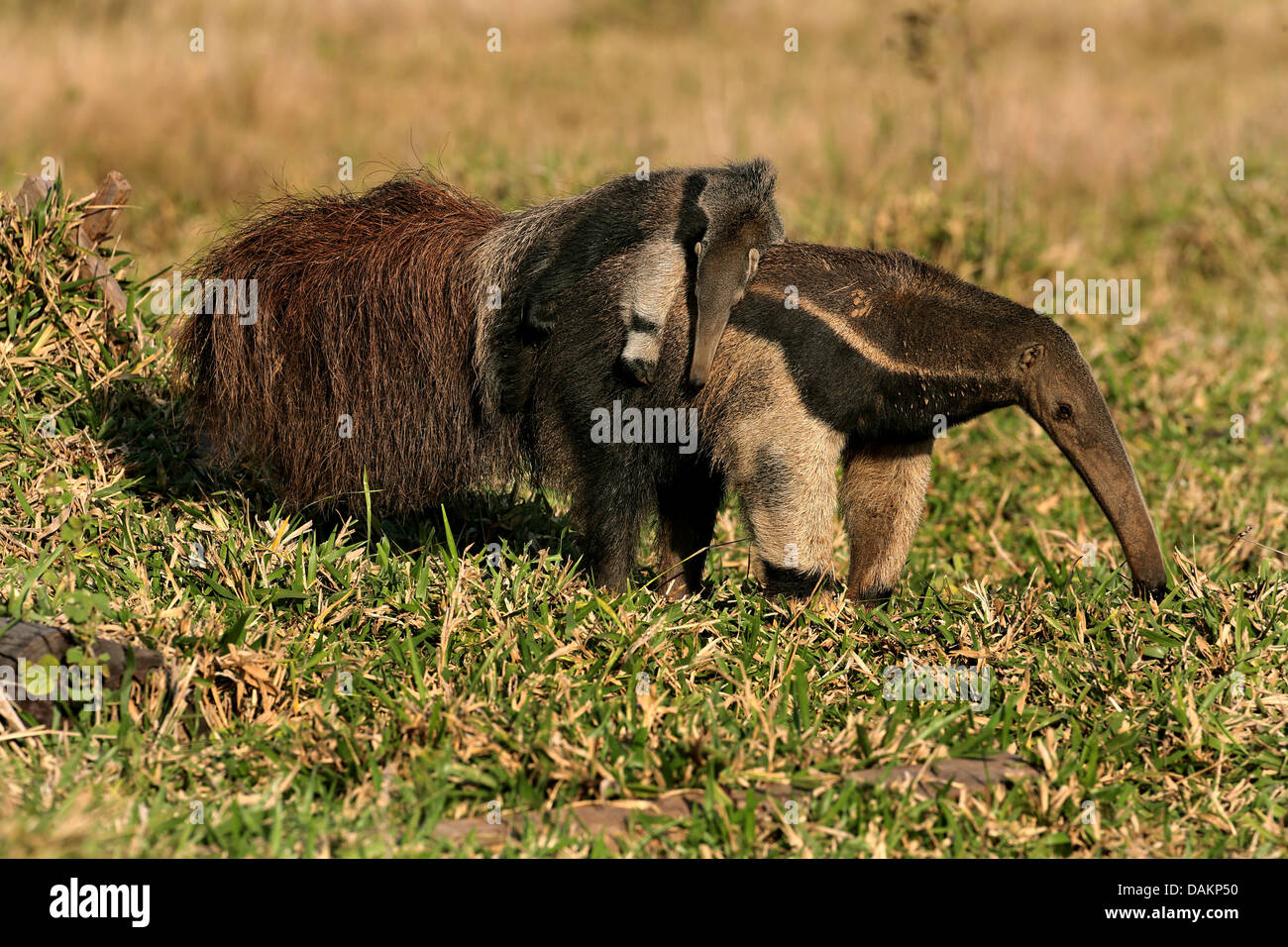 Giant anteater (Myrmecophaga tridactyla), femmina anteater portando il suo bambino sulla schiena, Brasile, Mato Grosso do Sul Foto Stock