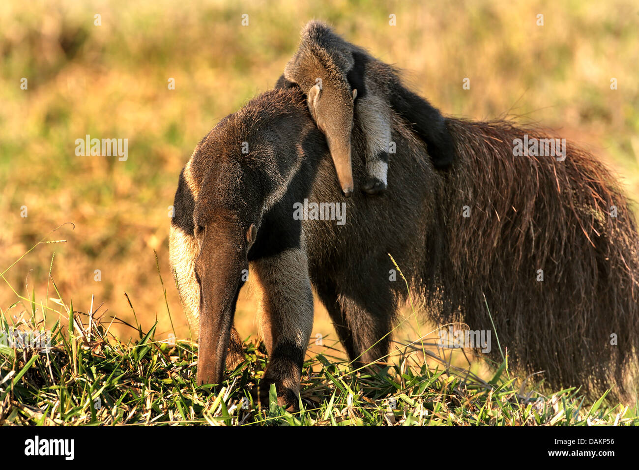 Giant anteater (Myrmecophaga tridactyla), femmina anteater trasportare il suo animale giovane sul retro, Brasile, Mato Grosso do Sul Foto Stock