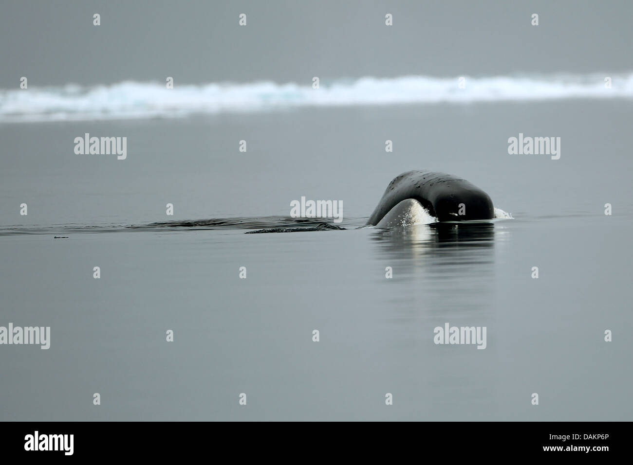 Bowhead whale, Groenlandia balene, Arctic balene (Balaena mysticetus), emergente bowhead whale, Canada, Nunavut, Isola Bylot, Sirmilik Parco Nazionale Foto Stock