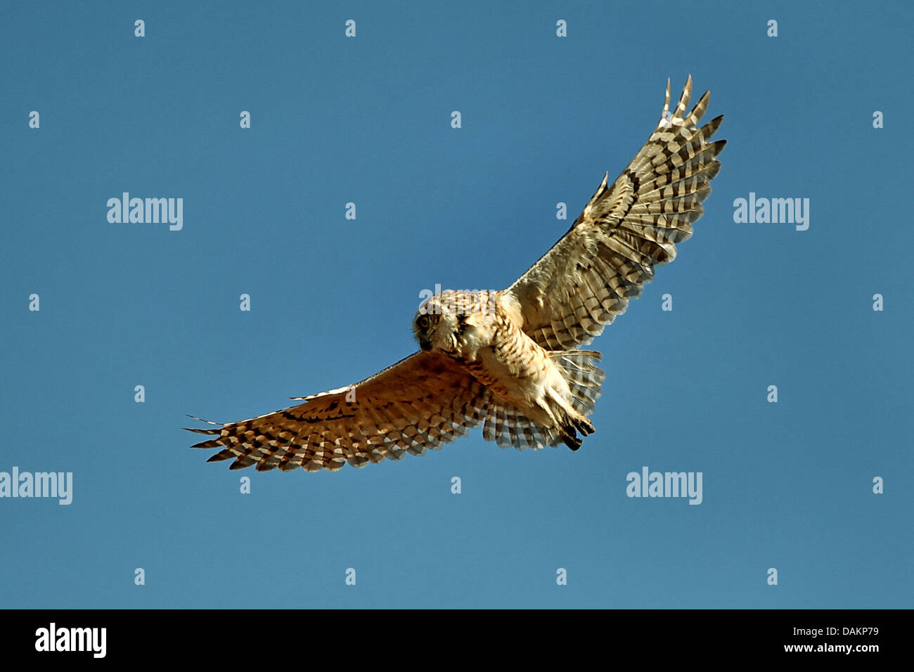 Scavando la civetta (Athene cunicularia), in volo, Brasile, Mato Grosso do Sul Foto Stock