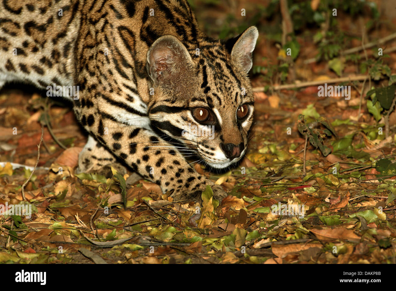 Ocelot, Nano leopard (Felis pardalis, da Leopardo pardalis), stalking attraverso il canneto, Brasile, Mato Grosso do Sul Foto Stock