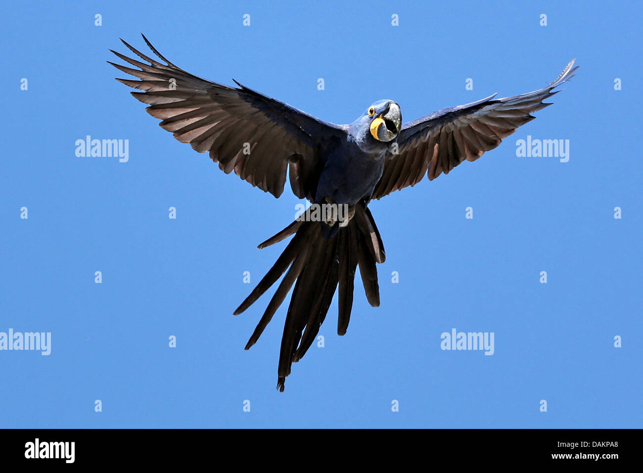 Ara Giacinto, Hyacinthine Macaw (Anodorhynchus hyacinthinus), volare, Brasile, Mato Grosso do Sul Foto Stock