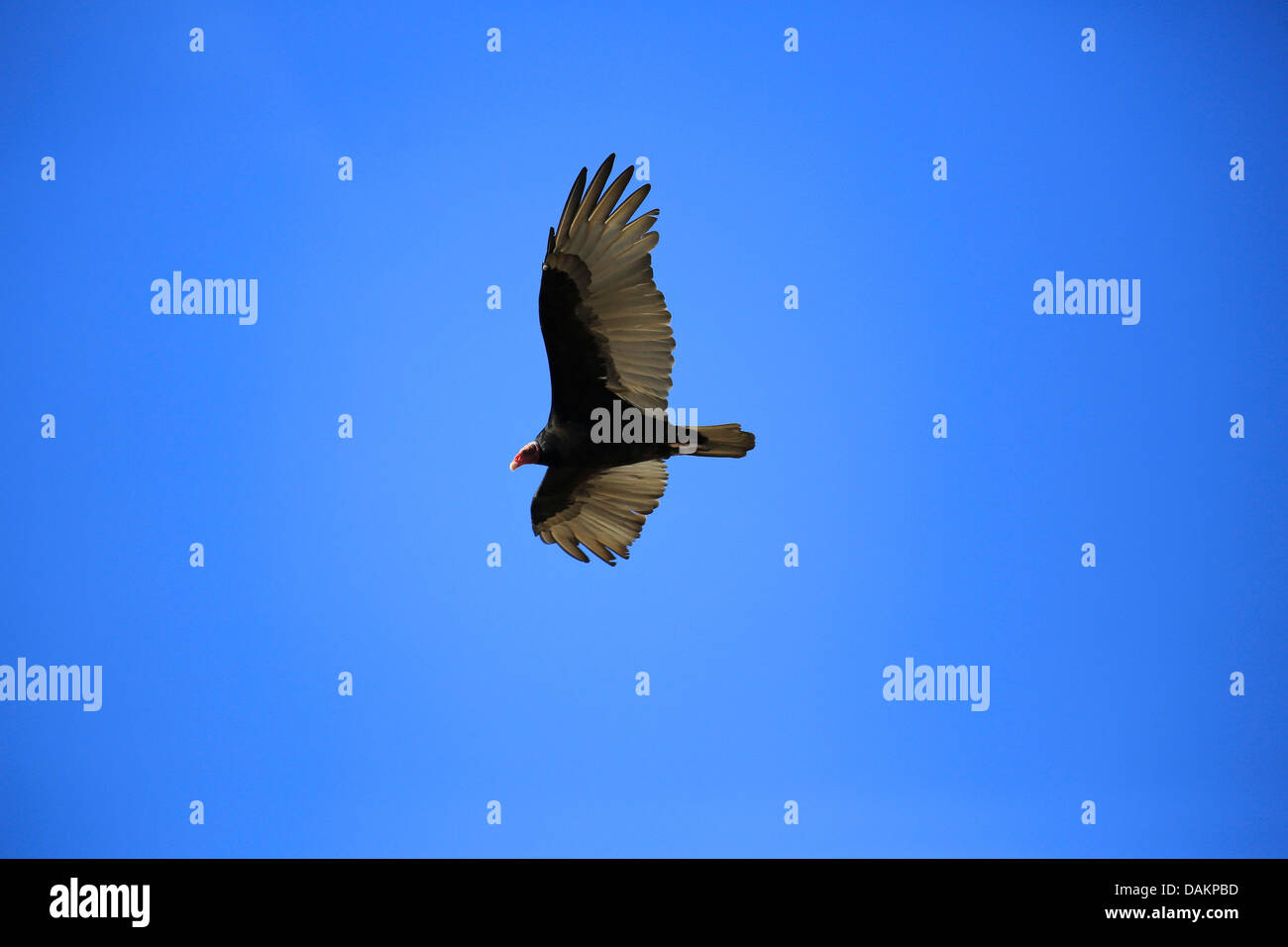 La Turchia vulture (Cathartes aura), in volo, Brasile Foto Stock