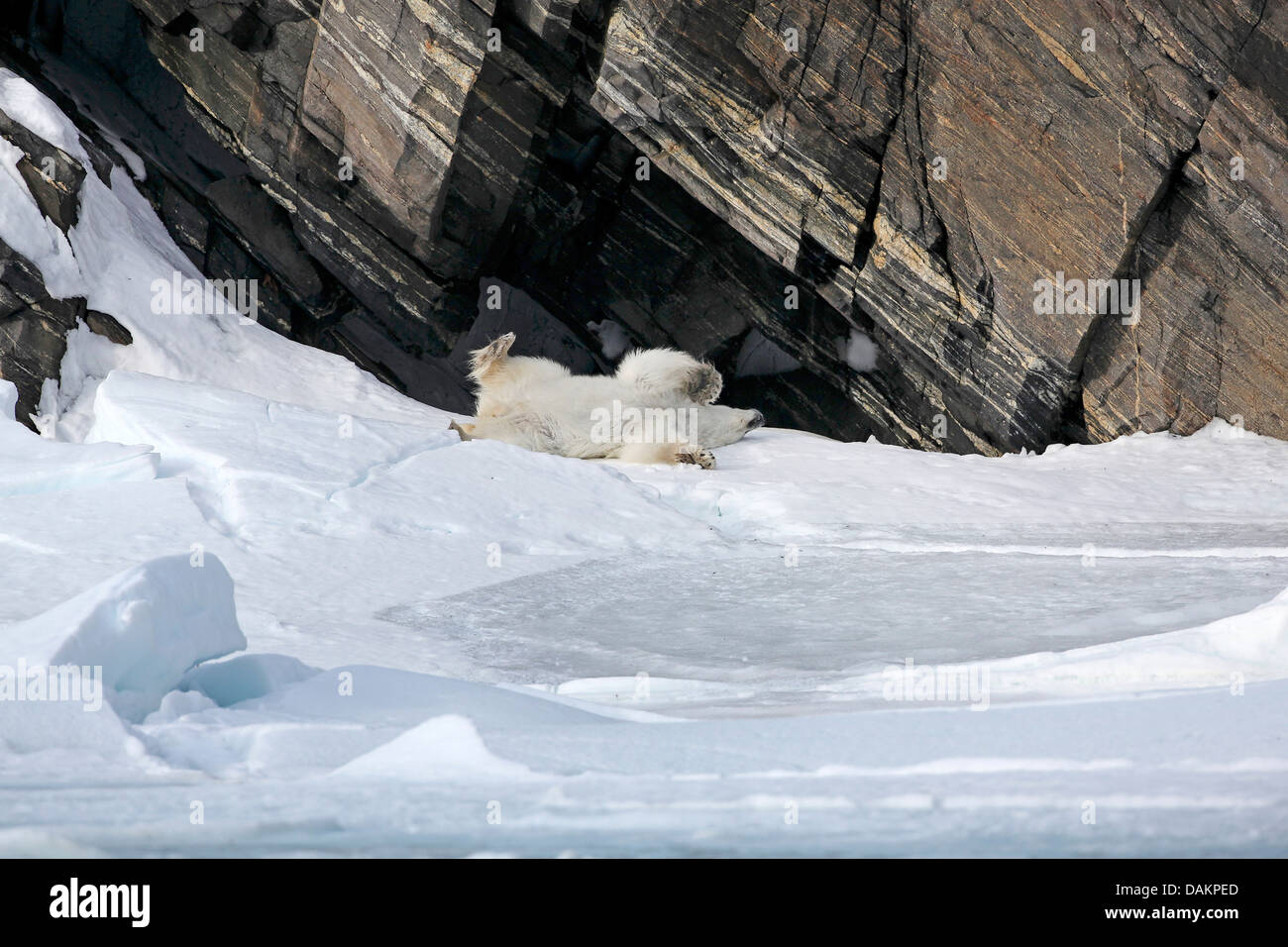 Orso polare (Ursus maritimus), Polar baer il rotolamento nella neve, Canada, Nunavut Foto Stock