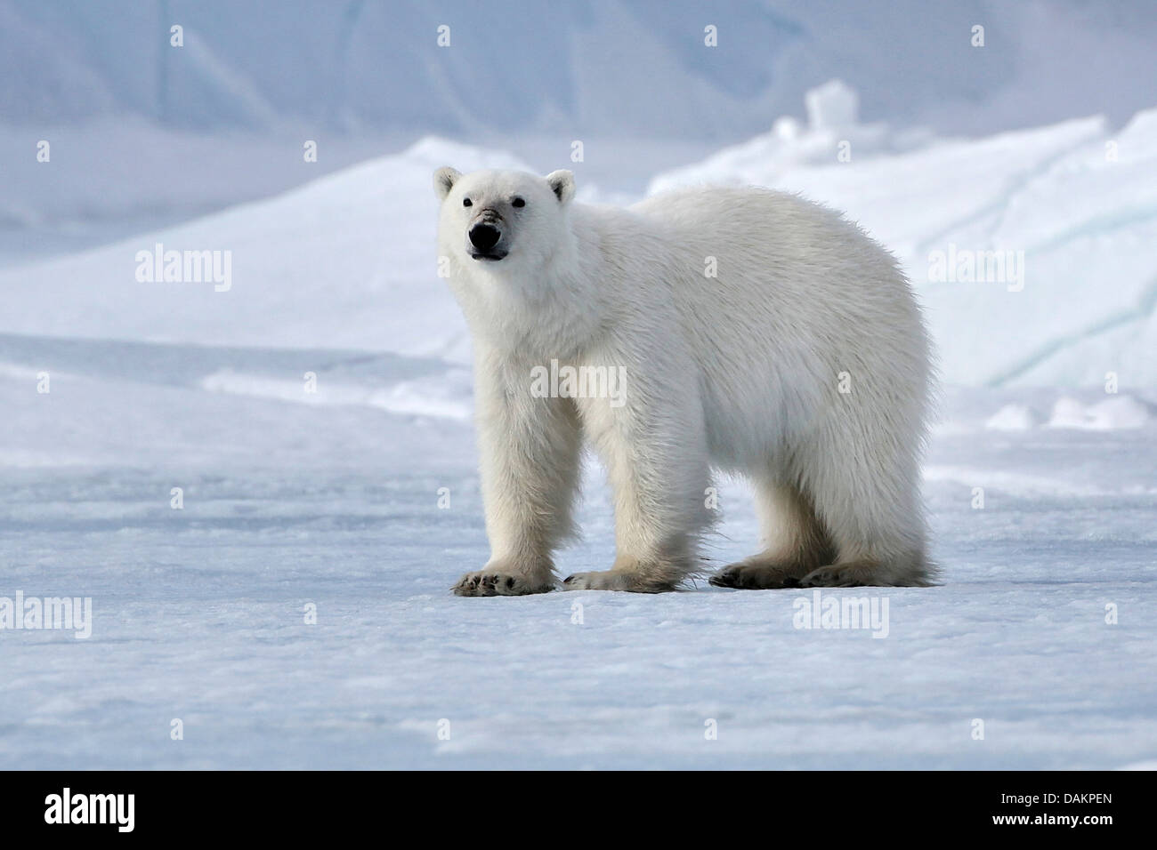 Orso polare (Ursus maritimus), in piedi nel paesaggio artico, Canada, Nunavut Foto Stock