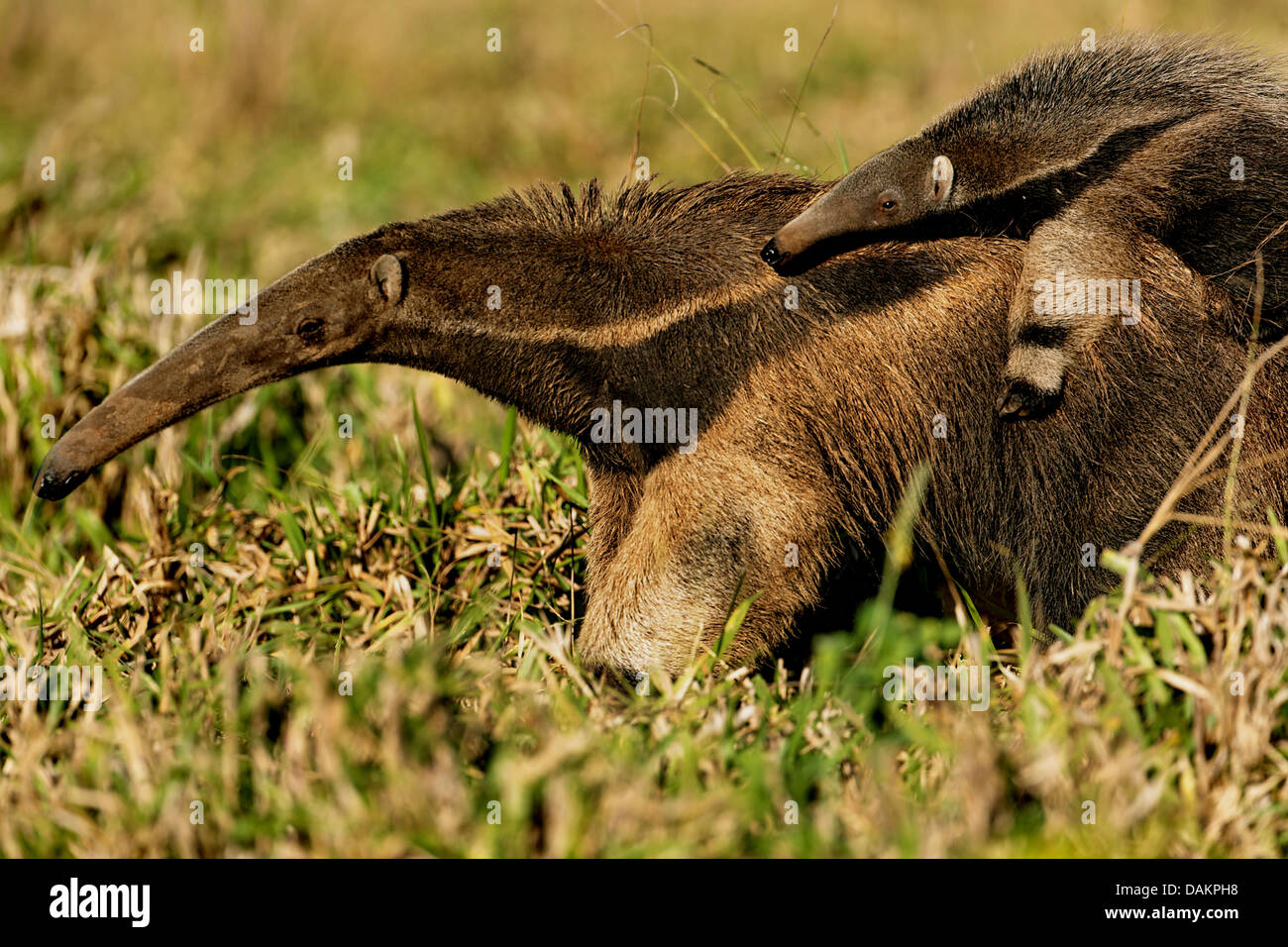 Giant anteater (Myrmecophaga tridactyla), madre con bambino sul retro, Brasile, Mato Grosso do Sul Foto Stock