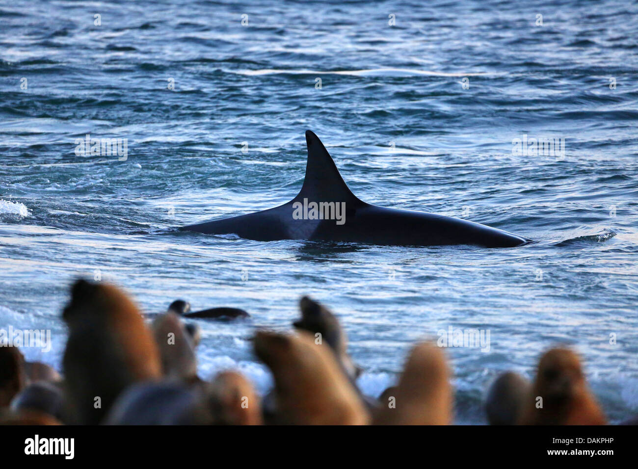 Orca, grande balena killer, grampus (Orcinus orca), il pattugliamento lungo la riva con sealion colonia, Argentina, Patagonia, Valdes Foto Stock