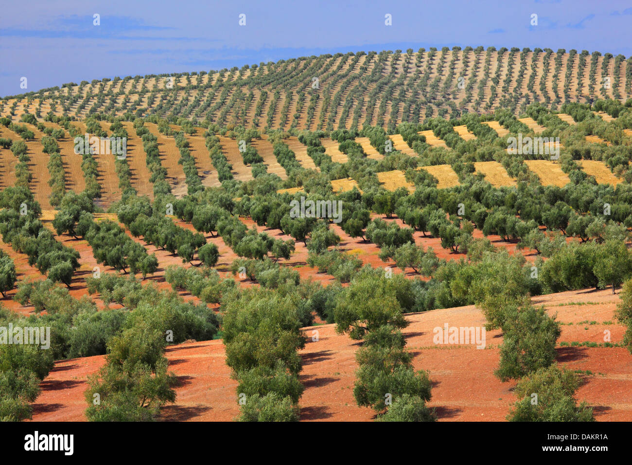 Albero di olivo (Olea europaea ssp. sativa), oliveti vicino a Jan, Andalusia, Jaen Foto Stock