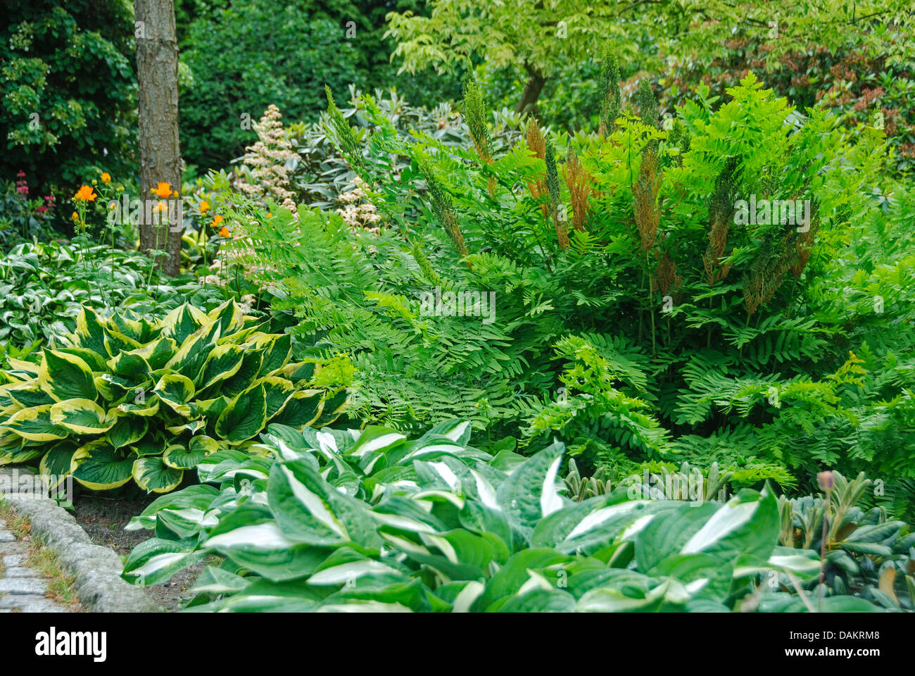 Royal (felce Osmunda regalis), in un giardino con Hosta Foto Stock