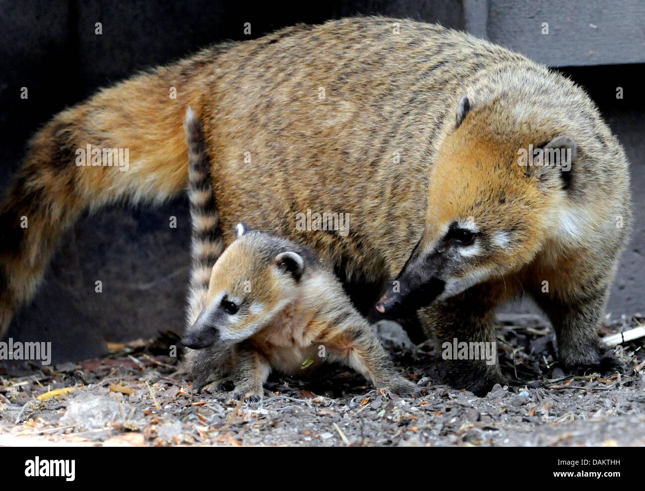 Una madre coatis gioca con i suoi giovani nel loro recinto allo zoo di Duisburg, Germania, 06 maggio 2011. Un paio di settimane fa, pochi coatis femmina ha rinunciato a partecipare a 15 giovani e madri rende sicuri i loro primi tentativi di arrampicata non sono troppo pericolose. Foto: HORST OSSINGER Foto Stock