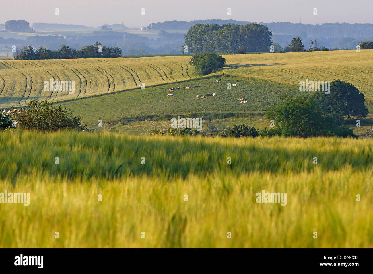 Paesaggio di campo con campo di orzo, Belgio Foto Stock