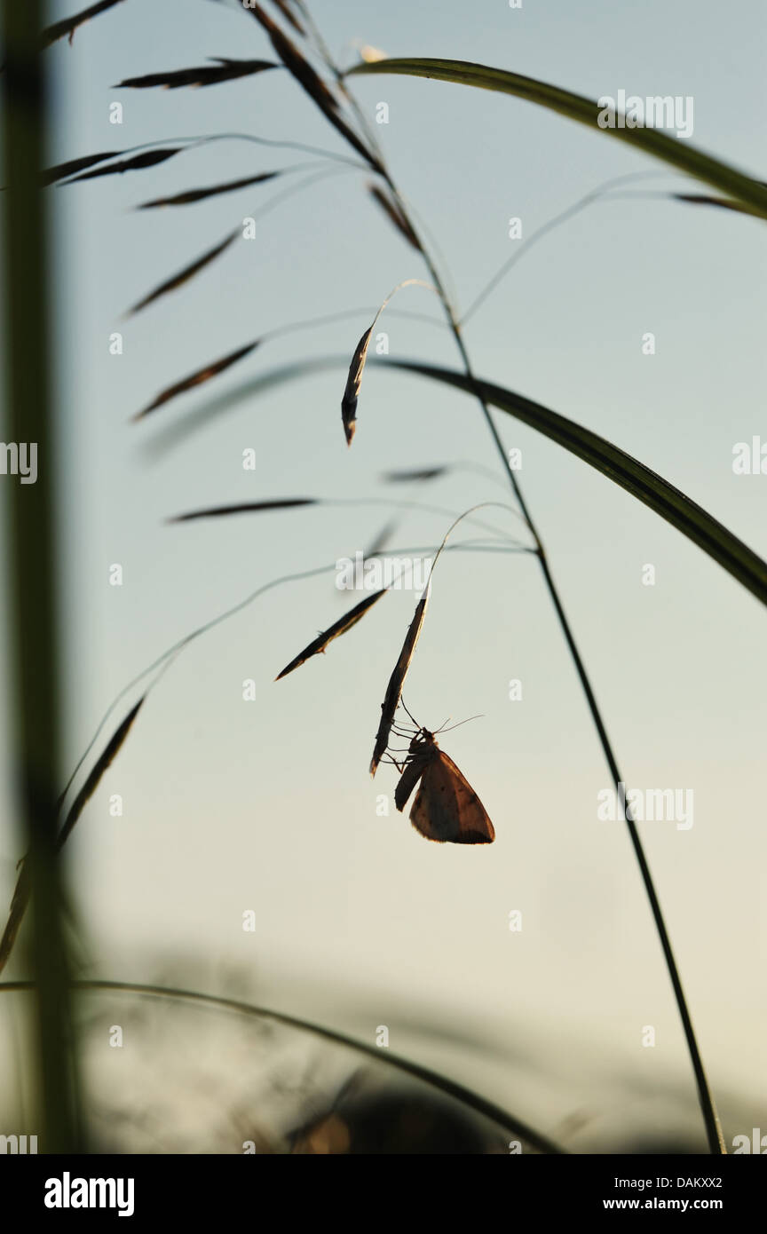 Silhouette di una farfalla su un prato dopo il tramonto Foto Stock