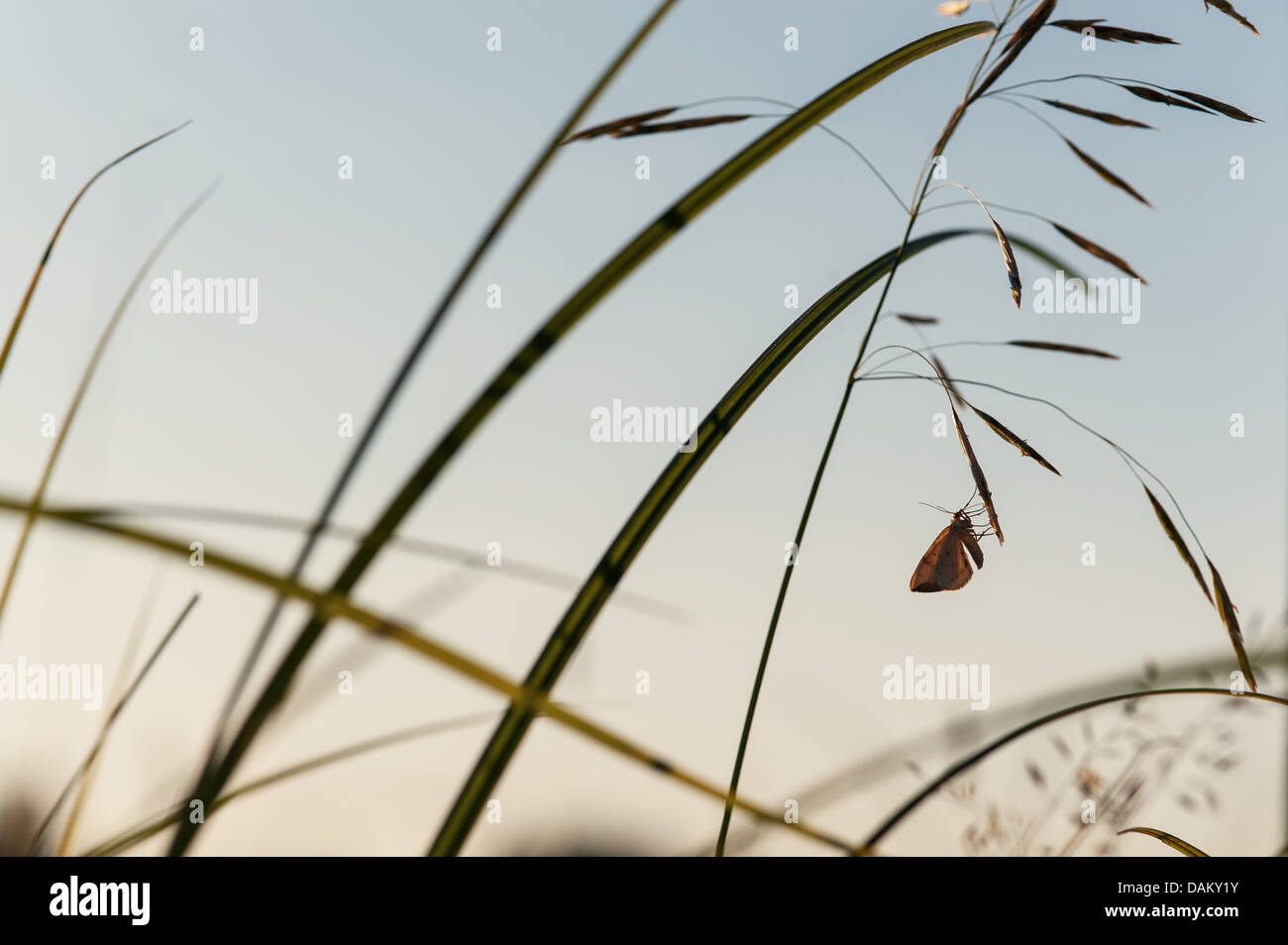 Silhouette di una farfalla su un prato dopo il tramonto Foto Stock