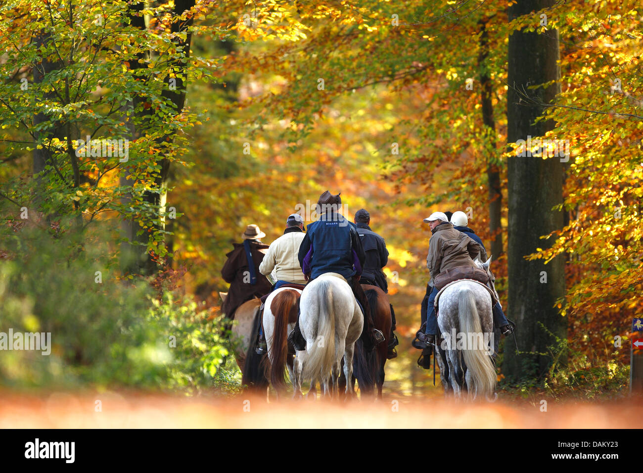 Gruppo su passeggiate a cavallo attraverso una collezione autunno foresta, Belgio Foto Stock