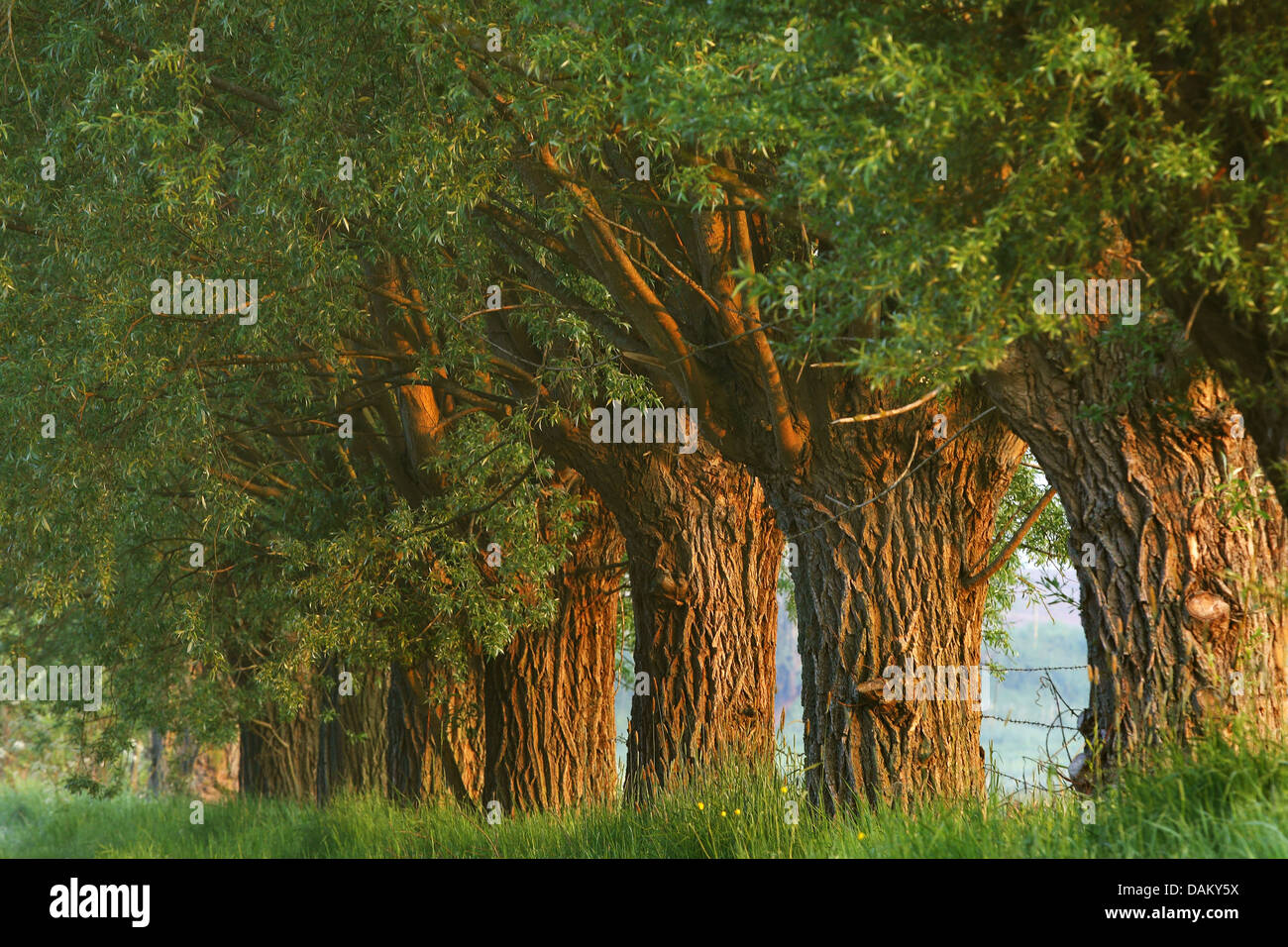 Willow, vimini (Salix spec.), fila di willow nella luce del mattino, Belgio Foto Stock