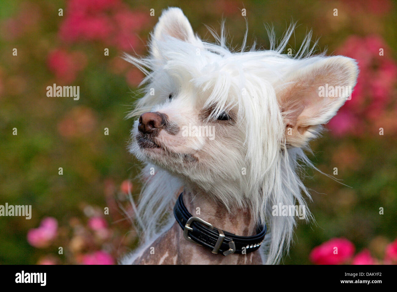 Chinese Crested Dog (Canis lupus f. familiaris), ritratto Foto Stock