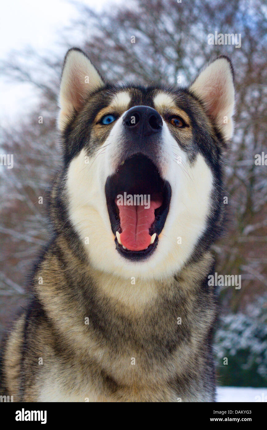 Razza cane (Canis lupus f. familiaris), Husky-Malamute-razza mista sbadigli Foto Stock