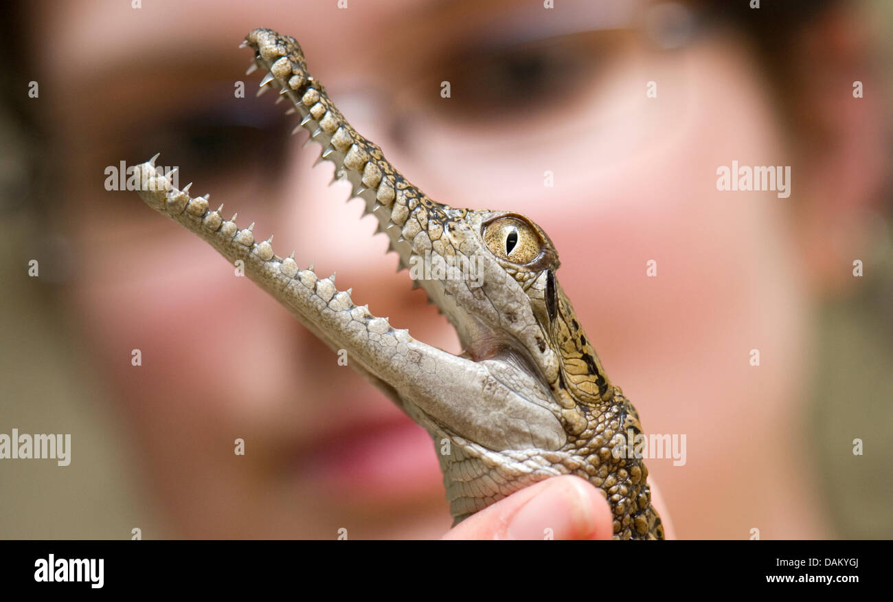 Un po' di acqua dolce australiana crocodile mostra i suoi denti appuntiti mentre è trattenuto da un elemento di fissaggio allo zoo di Francoforte, Germania, 13 maggio 2011. Il piccolo coccodrillo è solo 25 cm ma già morde duro. Foto: Boris Roessler Foto Stock