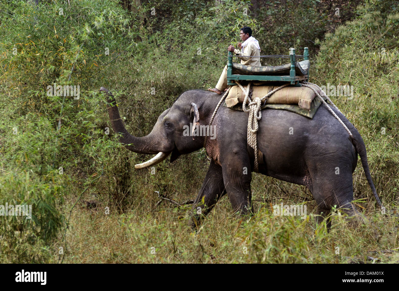 Elefante asiatico, elefante Asiatico (Elephas maximus), due mahouts sul loro lavoro elefanti, Madhya Pradesh, Parco Nazionale di Kanha Foto Stock