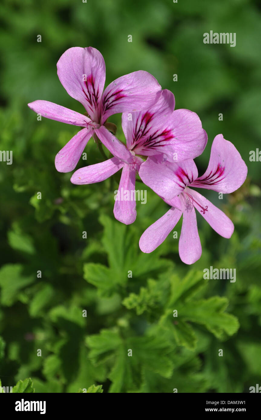 Tre rosa luminoso Gerani tra il fogliame verde Foto Stock