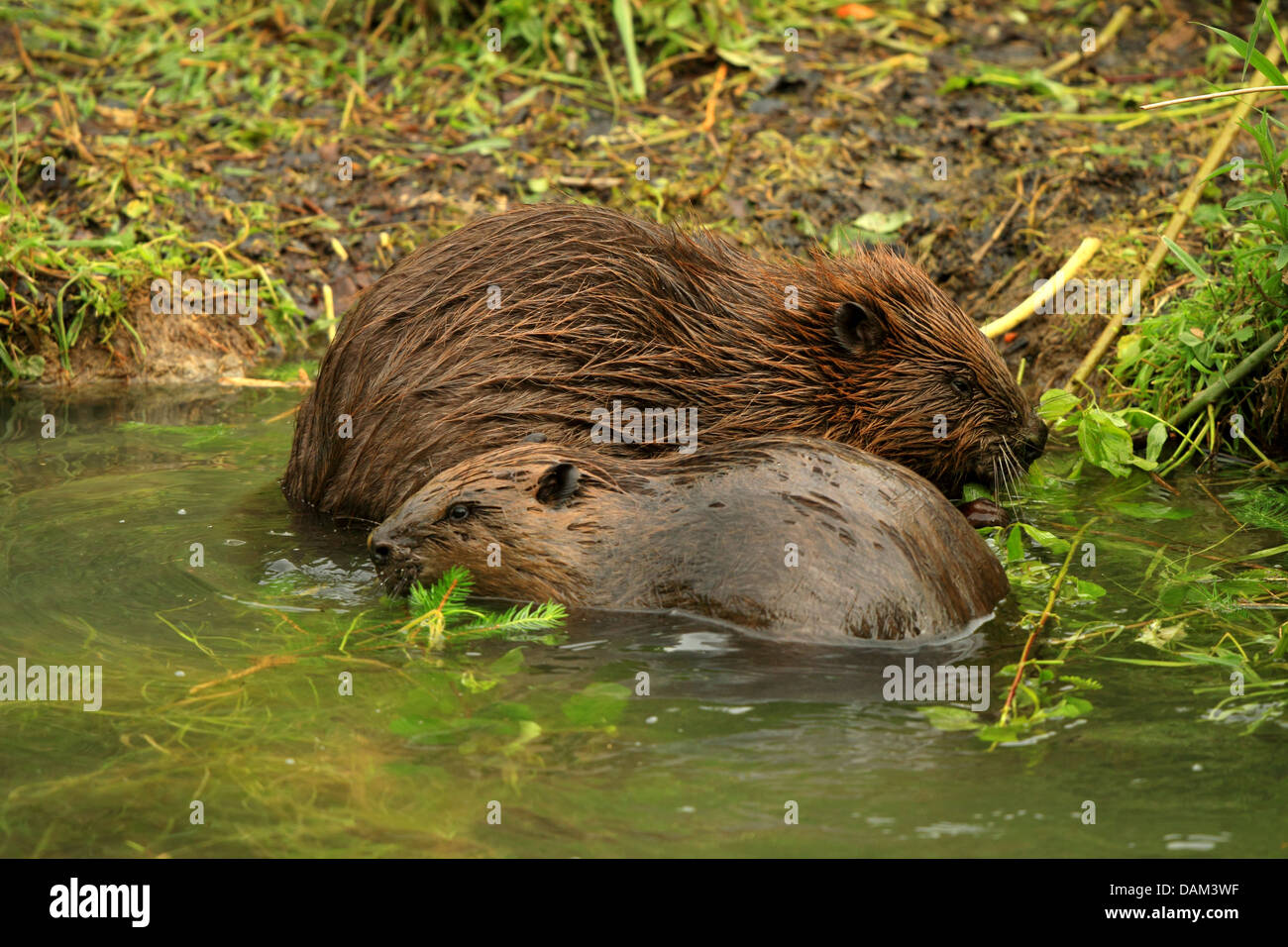 Eurasian castoro europeo castoro (Castor fiber), Adulto e pup sui mangimi, GERMANIA Baden-Wuerttemberg Foto Stock