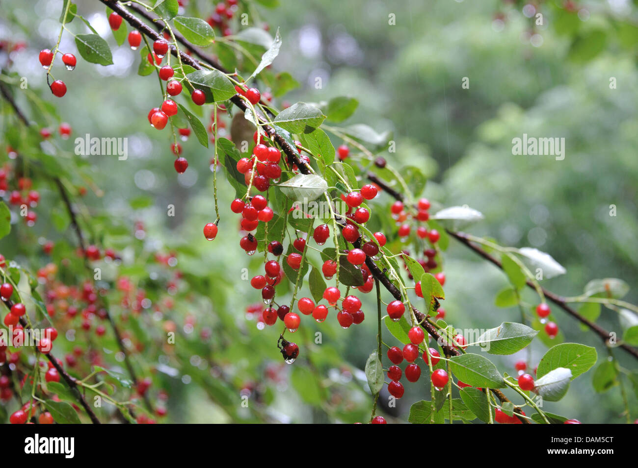 Strozzatura, ciliegio, ciliegio selvatico (Prunus virginiana), rami con frutti, Germania Foto Stock