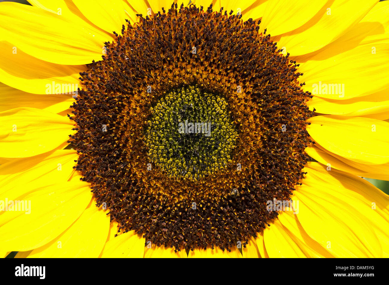 Foto da vicino la metà dei semi di girasole Foto Stock