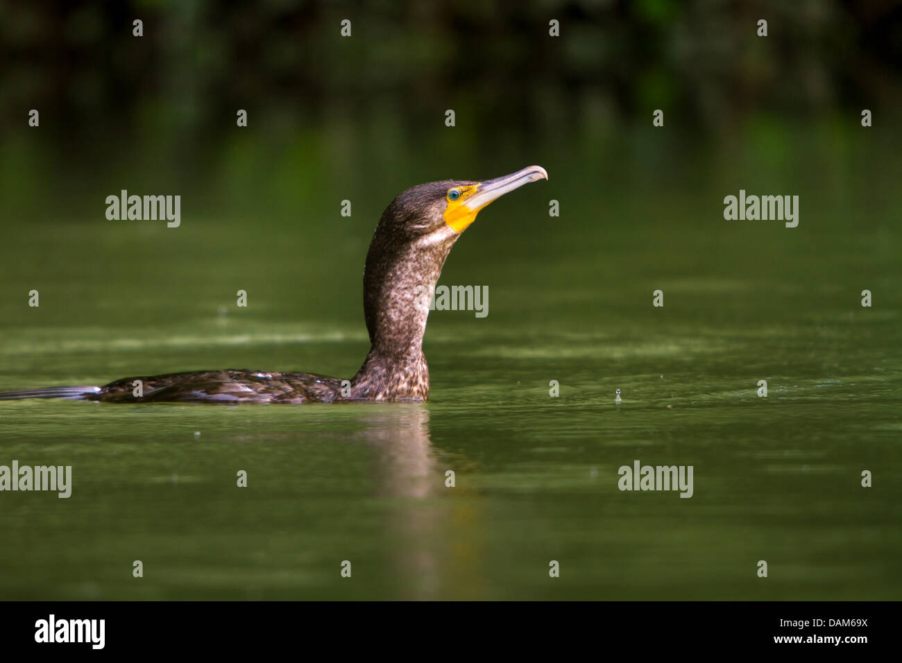 Cormorano (Phalacrocorax carbo), è emersa dopo un tentativo non riuscito di caccia, Svizzera, Sankt Gallen Foto Stock