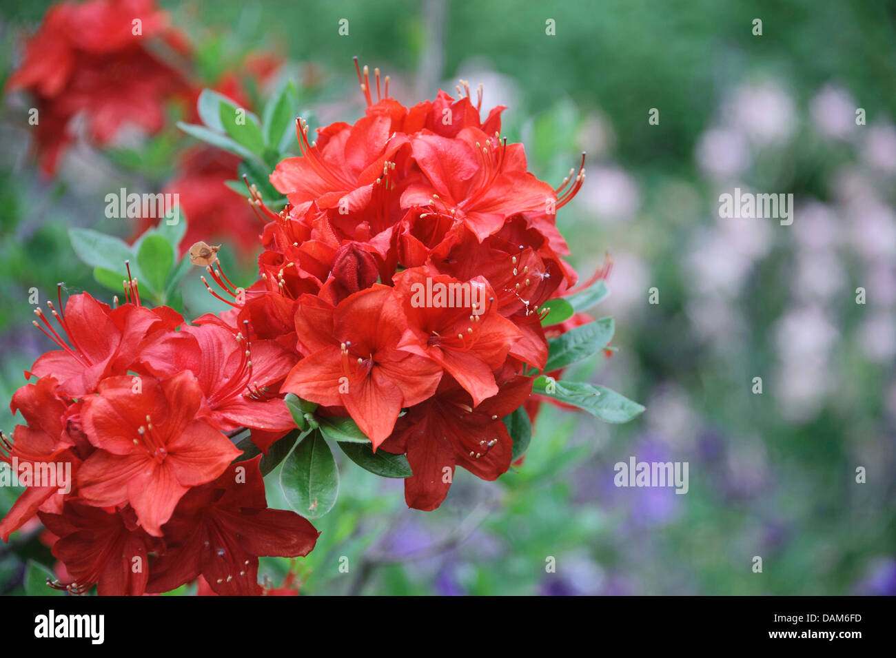 Azalea Mollis (Rhododendron 'Parkfeuer'), cultivar Parkfeuer, ramo in fiore Foto Stock