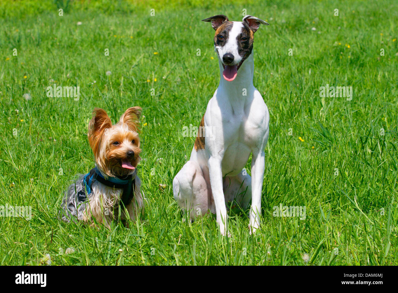 Il whippet (Canis lupus f. familiaris), seduti fianco a fianco con un Yorkshire Terrier in un prato, Germania Foto Stock