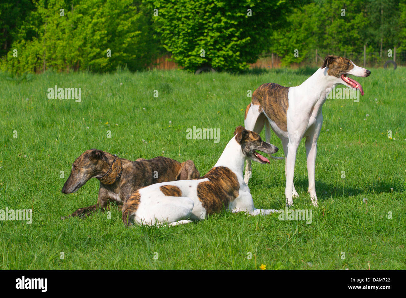 Levriero spagnolo (Canis lupus f. familiaris), tre levrieri di diverse età, struttura di pelliccia e colorazione insieme in un prato, Germania Foto Stock