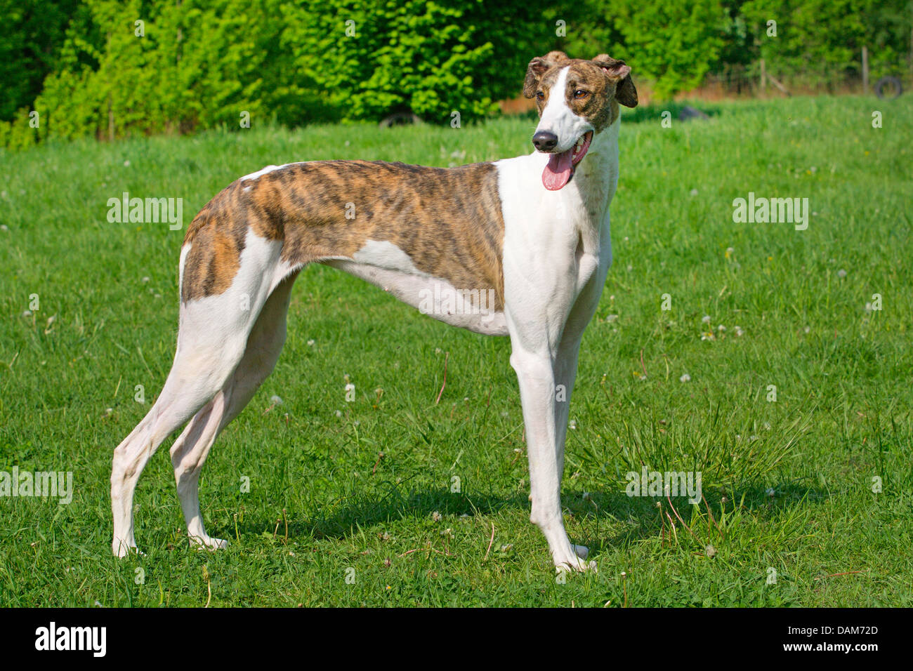 Levriero spagnolo (Canis lupus f. familiaris), stando in piedi in un prato, Germania Foto Stock