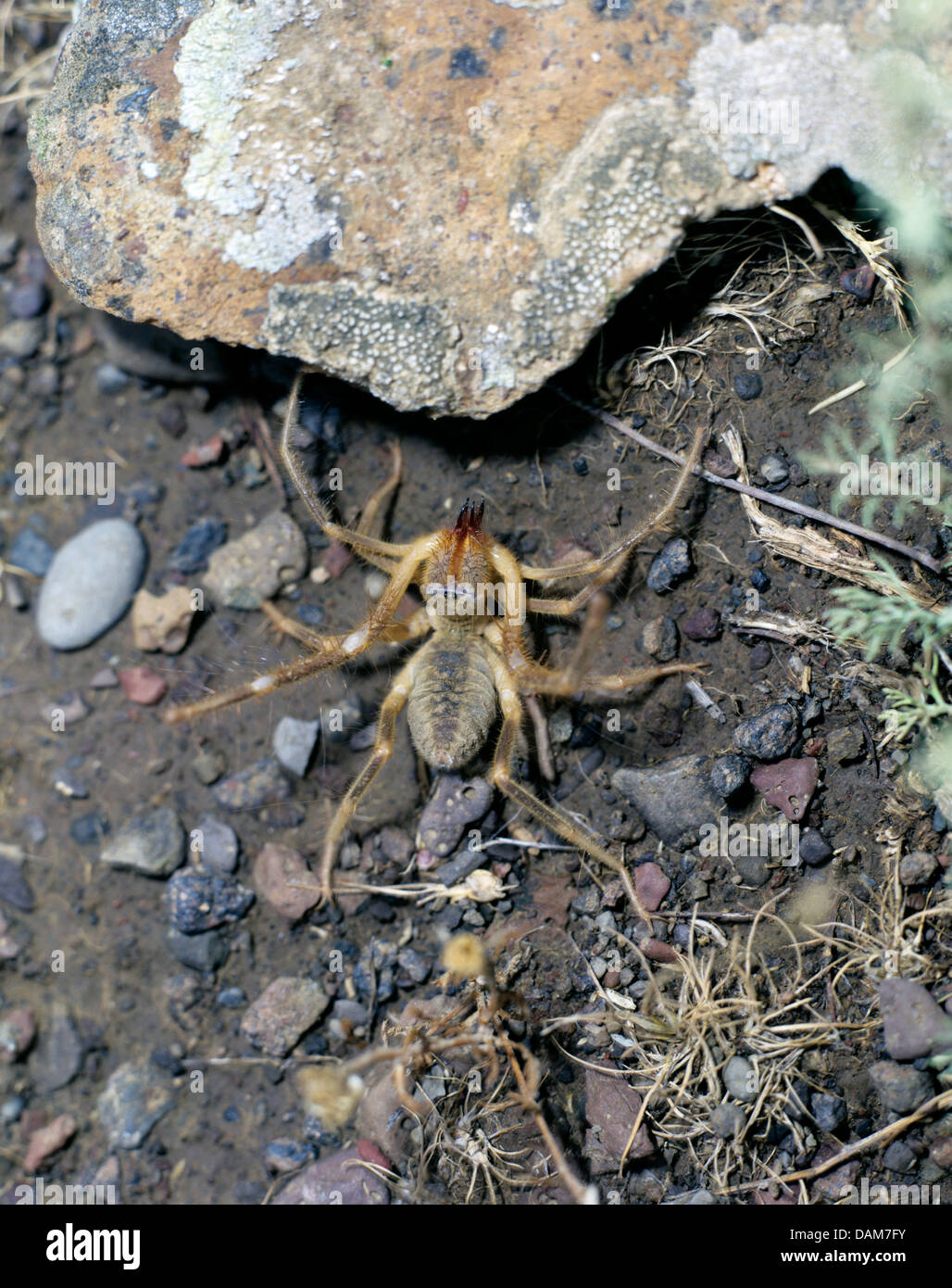 Camel spider, vento scorpion, sun scorpion, sun spider (Solifuga spec.), sul terreno, Francia, Camargue Foto Stock
