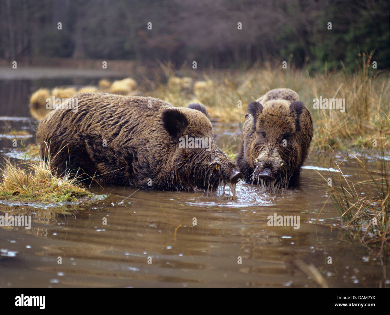 Il cinghiale, maiale, il cinghiale (Sus scrofa), zwei Wildschweine in acque poco profonde, Germania Foto Stock
