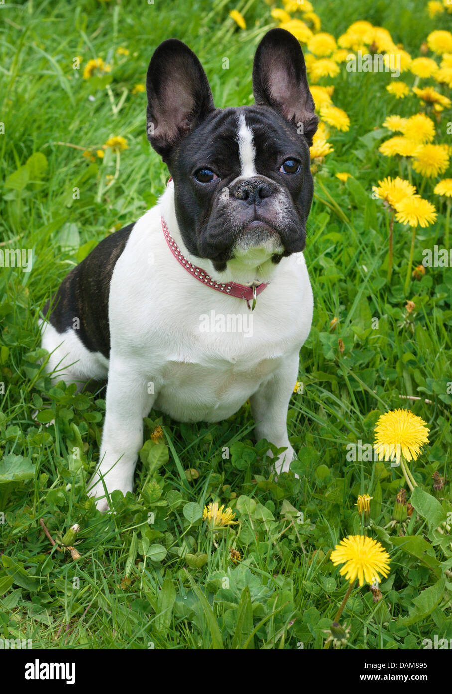 Bulldog francese (Canis lupus f. familiaris), cinque mesi il vecchio seduto su un prato di tarassaco, Germania Foto Stock