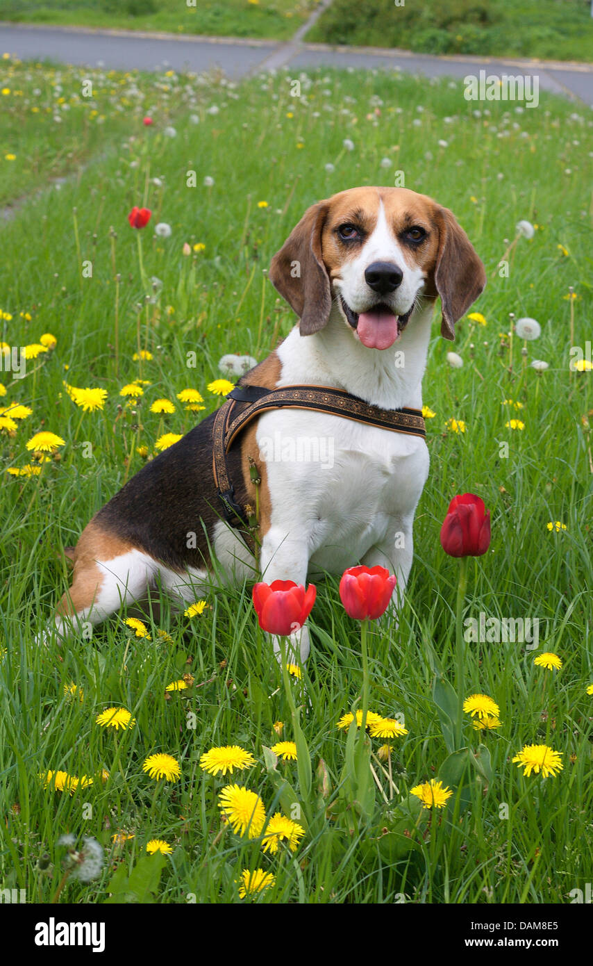Beagle (Canis lupus f. familiaris), cinque anni beagle maschi in piedi su un prato di fiori con tulipani e tarassaco, Germania Foto Stock