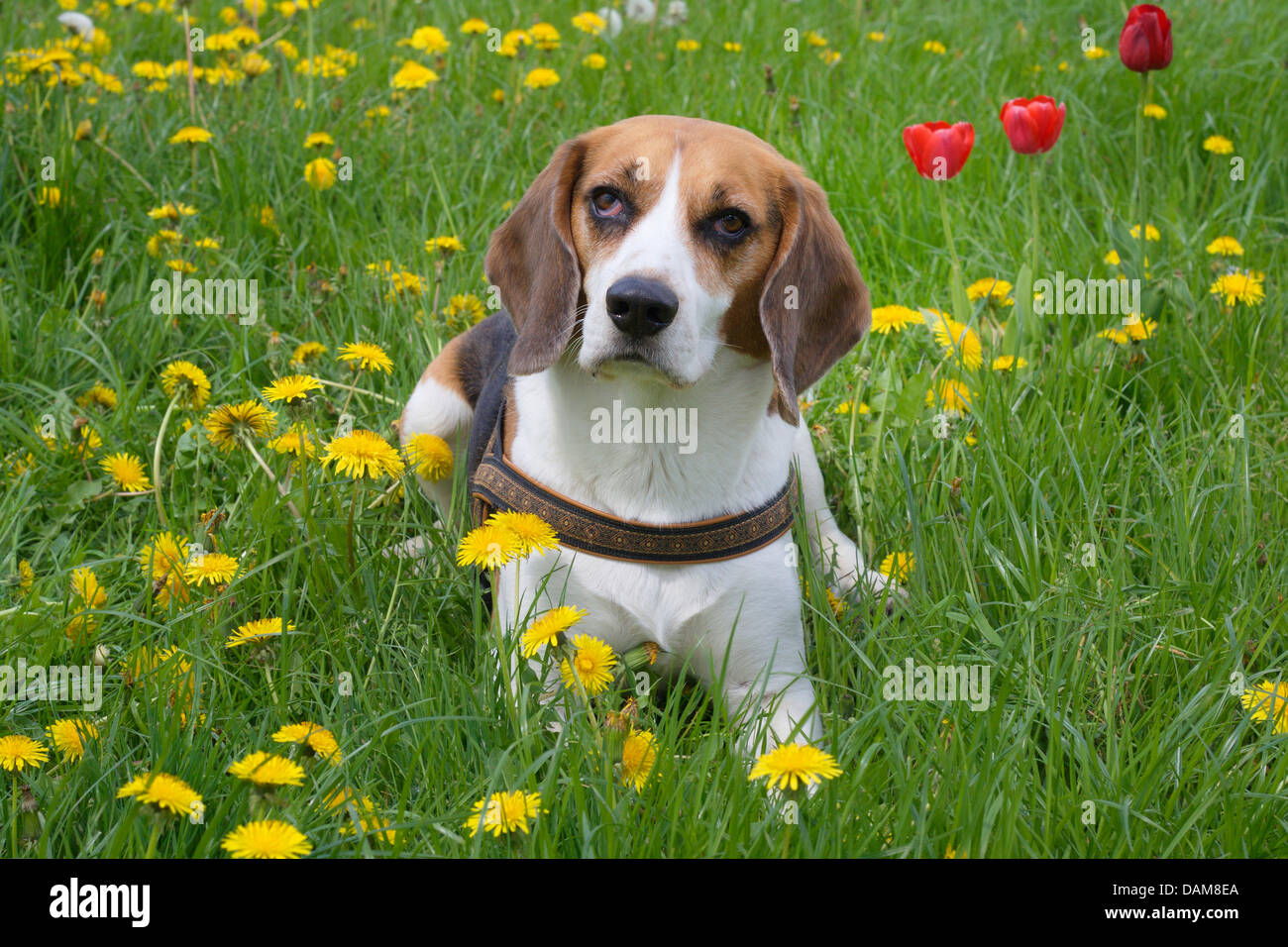 Beagle (Canis lupus f. familiaris), cinque anni beagle maschi sdraiati su un prato di fiori con tulipani e tarassaco, Germania Foto Stock