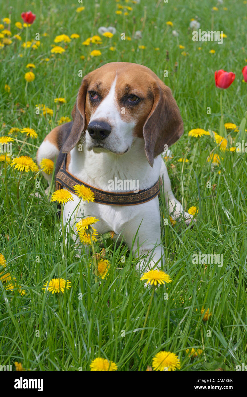 Beagle (Canis lupus f. familiaris), cinque anni beagle maschi sdraiati su un prato di fiori con tulipani e tarassaco, Germania Foto Stock