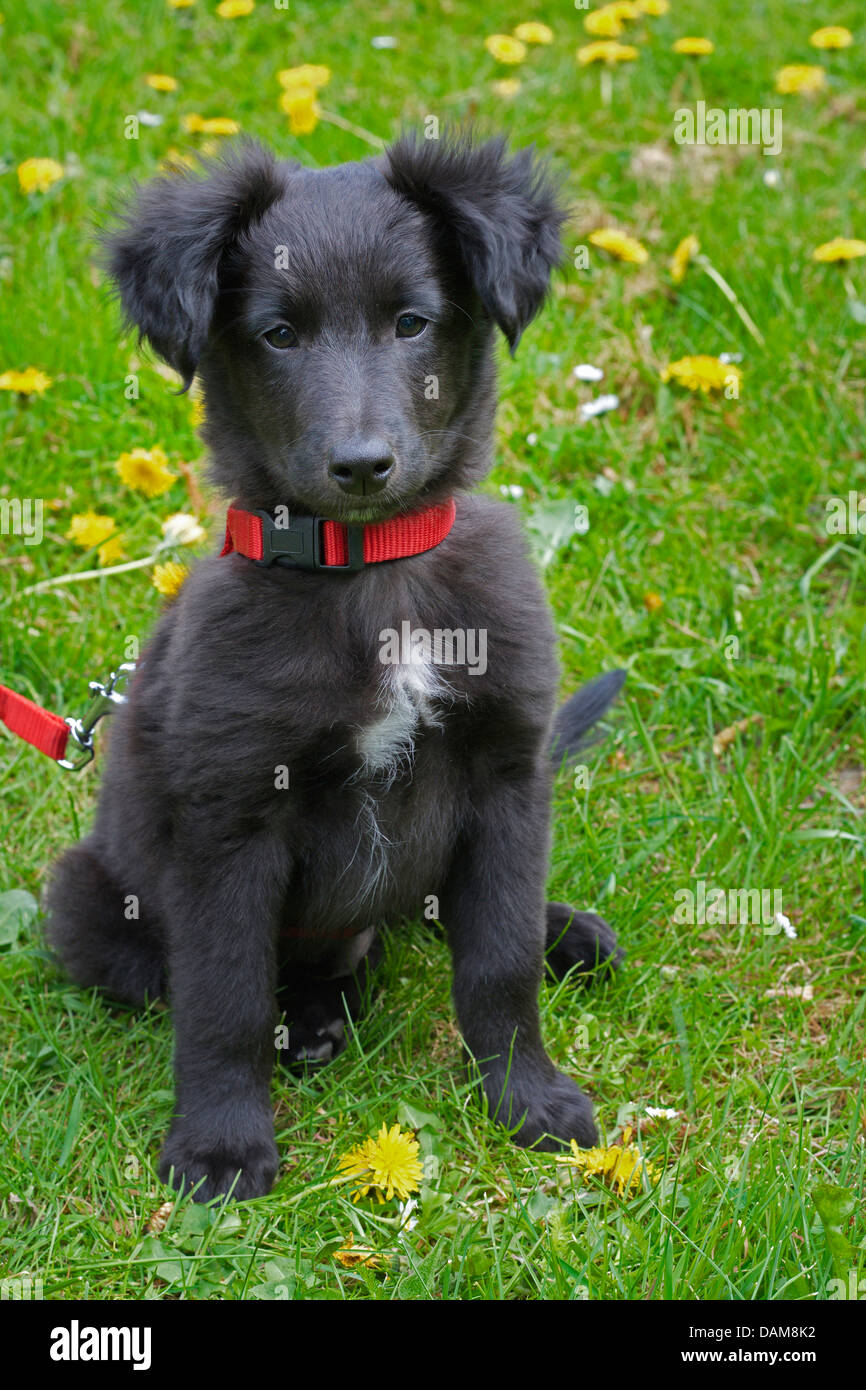 Cane domestico (Canis lupus f. familiaris), di nove settimane vecchio cucciolo shepdog, Germania Foto Stock