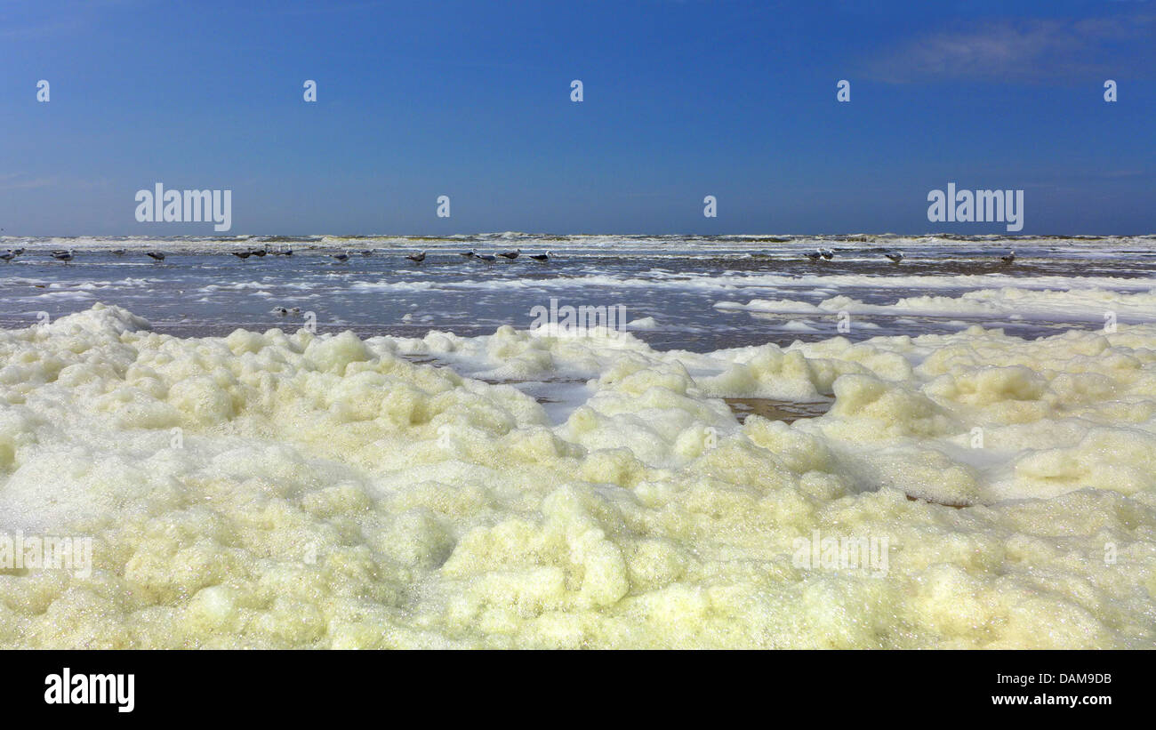 Phaeocystis, schiuma sulla costa del Mare del Nord, Paesi Bassi Foto Stock