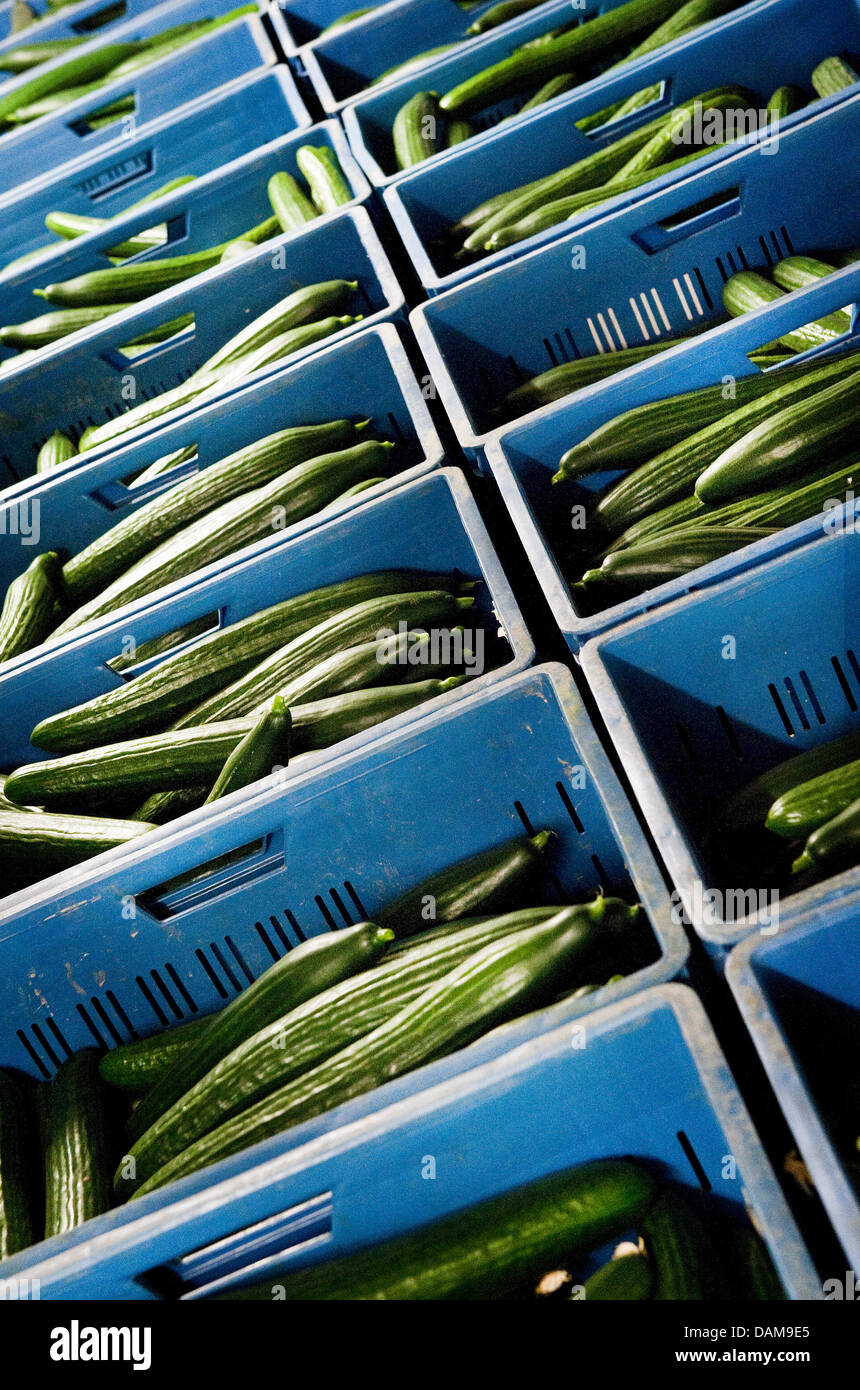 (FILE) un archivio foto datata 27 maggio 2011 Mostra casse di cetrioli in un magazzino del contadino Arie Wooning in Tilz-Almen, Germania. Per il timore di EHEC, i consumatori sono tenere lontano da cetrioli e pomodori e lattuga. L aggressiva infezione intestinale EHEC ha già ucciso 10 persone in Germania e vi sono già stati più di 1200 infezioni e casi sospetti in Germa Foto Stock