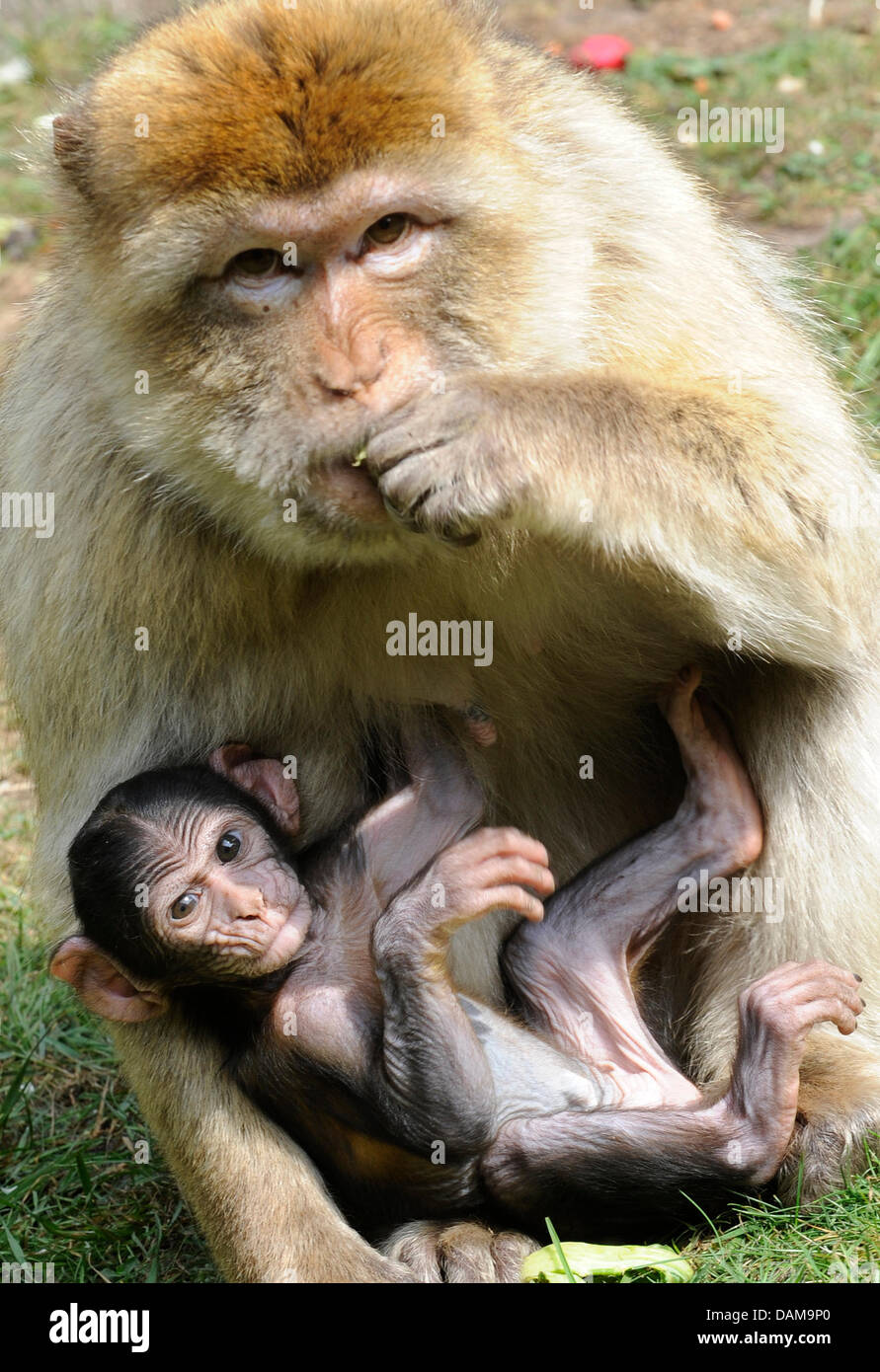 A due settimane di Barberia ape baby stabilisce nelle braccia di sua madre a Serengeti-Park Hodenhagen in Germania, 31 maggio 2011. Circa 1.500 animali da 96 specie vivono in 200 ettari di parco. Foto: Holger Hollemann Foto Stock
