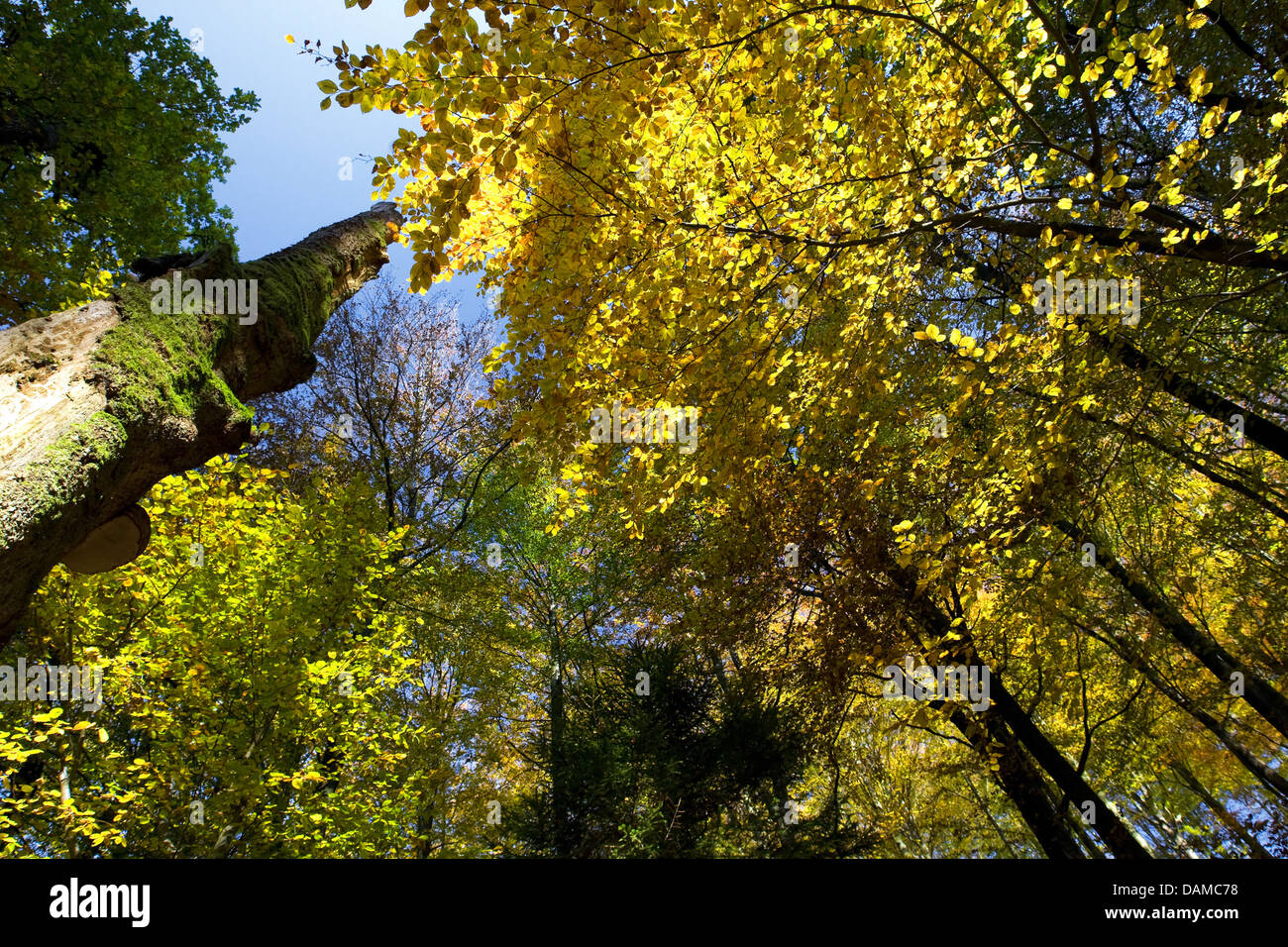Comune di faggio (Fagus sylvatica), opy strato di una foresta di faggio in autunno, Belgio Foto Stock