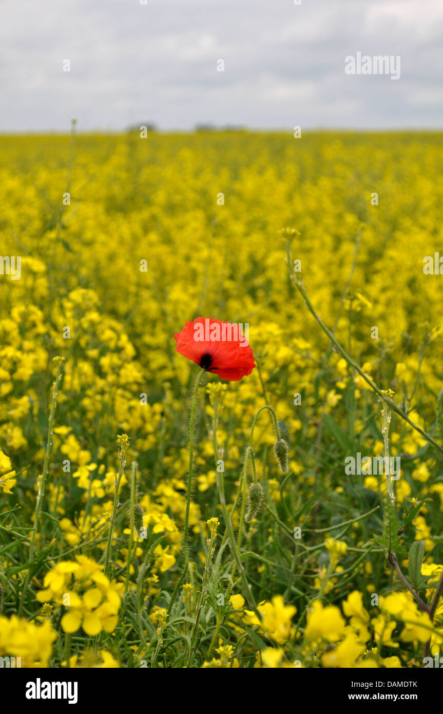 Singolo papavero rosso in un campo giallo di olio di semi di colza fiori Foto Stock